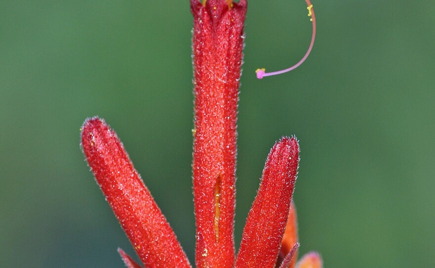 An undated photo of a mirabilis triflora plant, one of the 50 "lost" species found by San Diego Natural History Museum botany curator Jon Rebman.