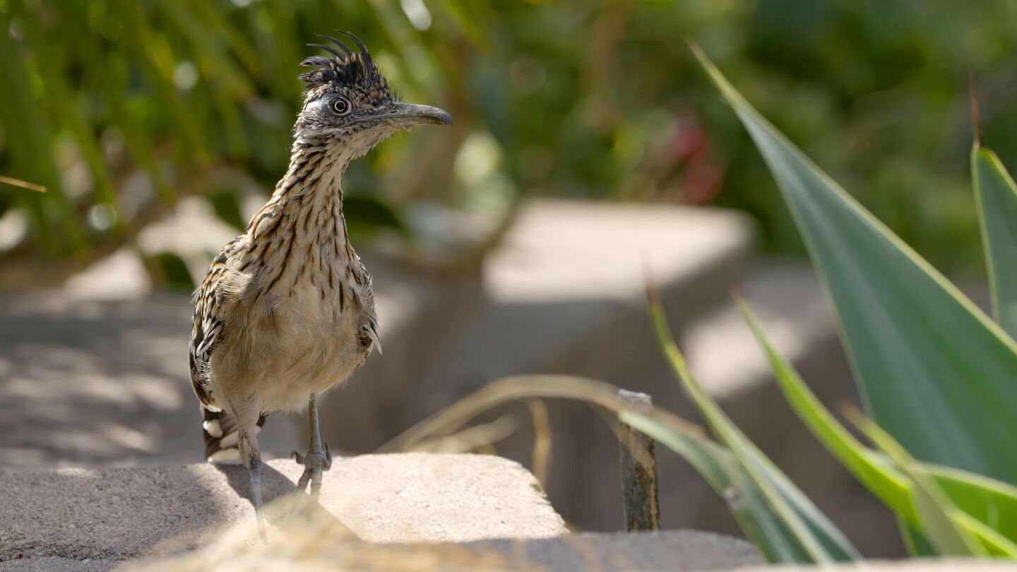 In a still from "America's Wildest City," a greater roadrunner is shown in a garden in San Diego County.