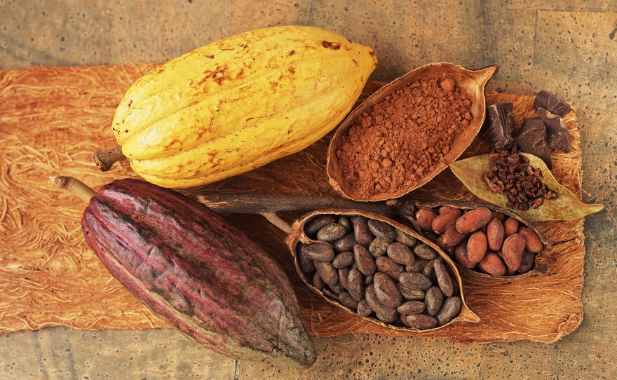 Researchers are recruiting volunteers to participate in a four-year study trial of cocoa extract. Half of the participants will take capsules containing about as much cocoa extract as you'd get from eating about 1,000 calories of dark chocolate.