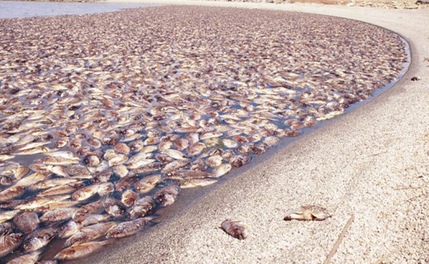 Truly California Plagues And Pleasures On The Salton Sea KPBS Public