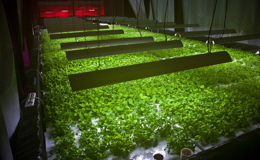 Arugula plant beds inside The Plant, a vertical farm operation in Chicago.
