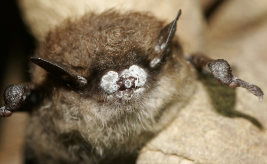 This October 2008 photo, provided by the New York Department of Environmental Conservation, shows a brown bat with white nose fungus in New York.