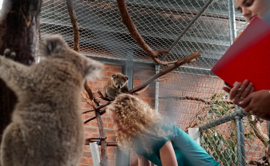 Karen Ford (left) and Lane Murraya stock rescued koalas with fresh eucalyptus branches. Ford has been collecting the branches on her property, which suffered fire damage.