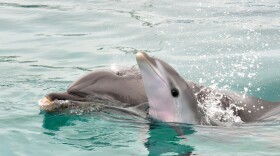 A baby bottlenose dolphin swims with its mother shortly after birth at SeaWorld San Diego.