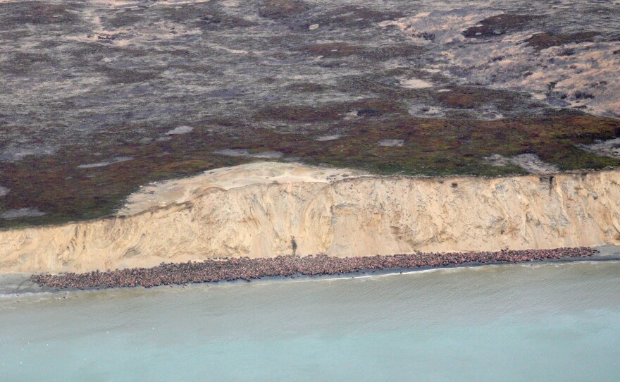 Walrus haulouts can feature just a handful of animals, or tens of thousands — even more than 100,000. This one, at Cape Greig in southeastern Bristol Bay, has more than 1,500 animals.