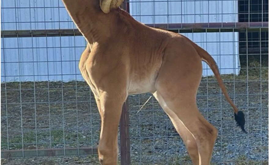 A reticulated giraffe was born without spots at Brights Zoo in northeastern Tennessee at the end of July. The zoo is asking the public to cast their vote on what to name her.