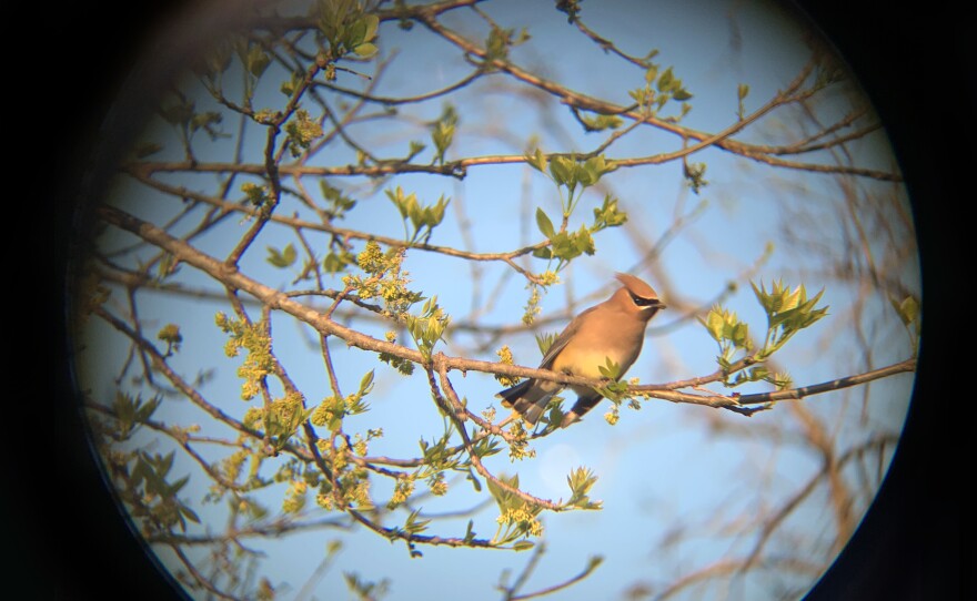 A cedar waxwing, photographed through binoculars.