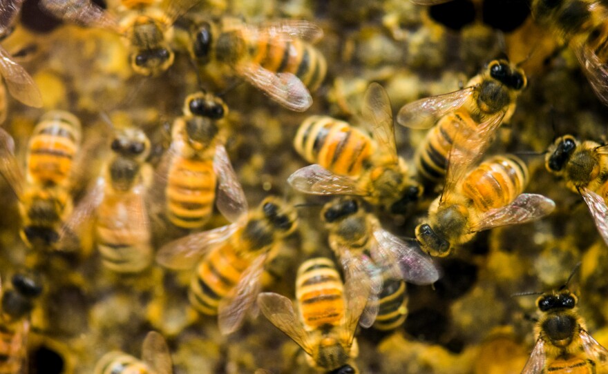A hive of honey bees on display at the beekeeping convention in Vermont in 2014.