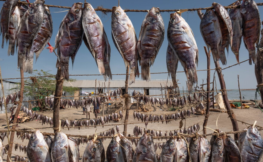 Tilapia fish are hung to dry in the fishing village of Kaolokol on the western shore of Lake Turkana in northern Kenya.