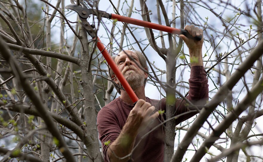 Alan Haight, 62, prunes apple trees at Riverhill Farm in Nevada City in this undated photo. 