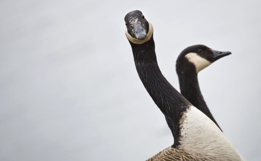 Canadian geese are pictured on March 21, 2013 in Eltville, Germany. A dead Canada goose injured Robert Meilhammer in Easton, Md., when it was shot and fell from the sky.