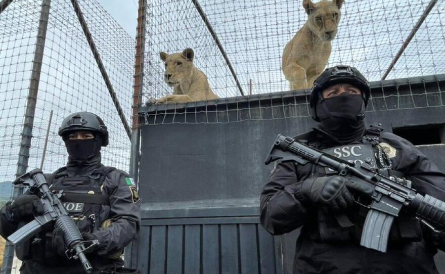 Mexican police stand guard over an animal enclosure after raiding a facility called Black Jaguar, White Tiger outside Mexico City on July 7, 2022.