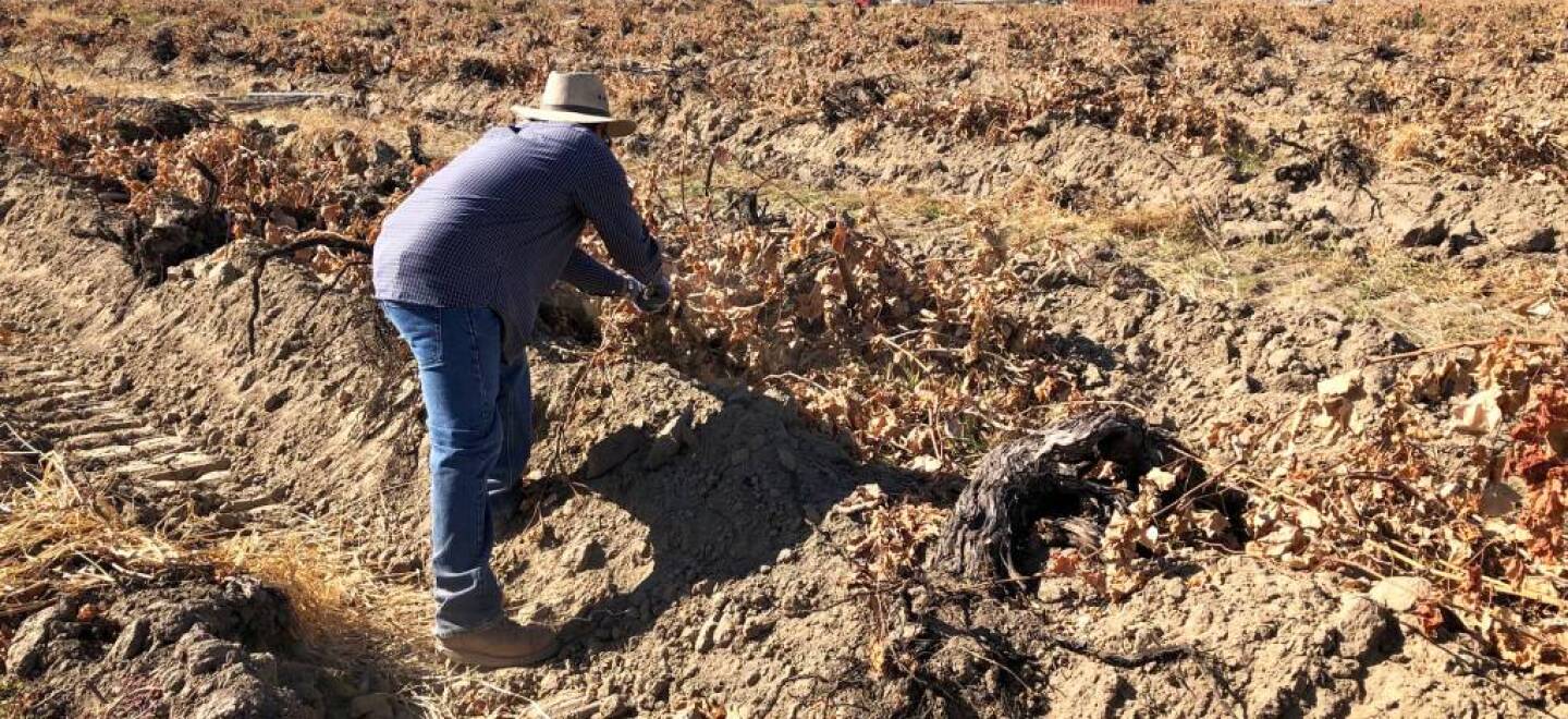 A worker pulls dry grapevines from a field in Fresno County on Oct. 13, 2021. He labored regular shifts in thick smoke the week before, he said, but was not provided with an N95 mask, moved indoors or offered any of the protections required by the state.
