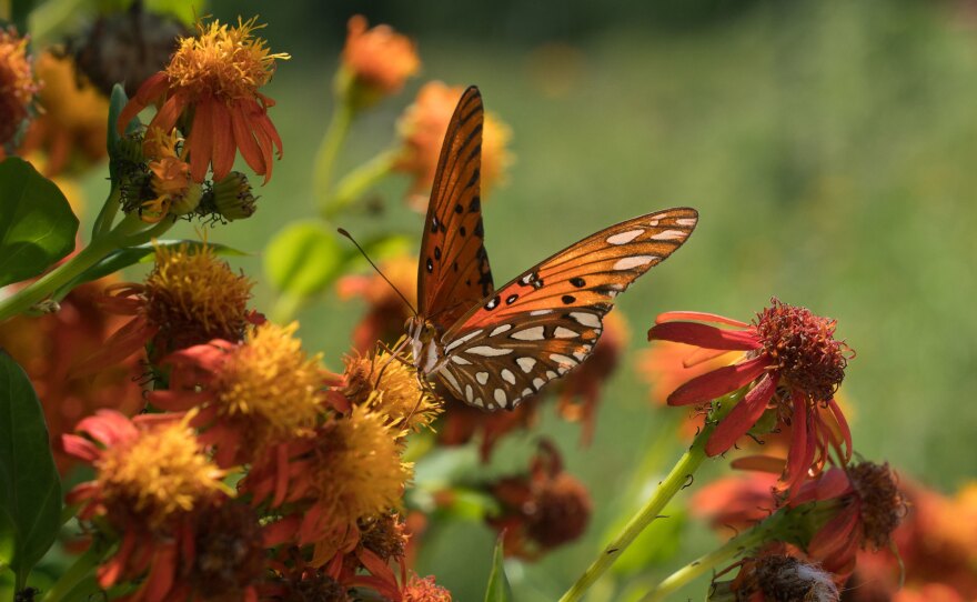 A Gulf fritillary butterfly perches on a flower at the National Butterfly Center, which is home to several endangered plants and threatened animals. The center is asking a federal judge to block government officials from building a border wall on its property.