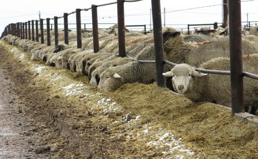 Ranches like Double J Feeders in Ault, Colo., are feeling the industry contraction, whether it's caused by epic drought, scarce feed supplies, harsh winters or wild price volatility.