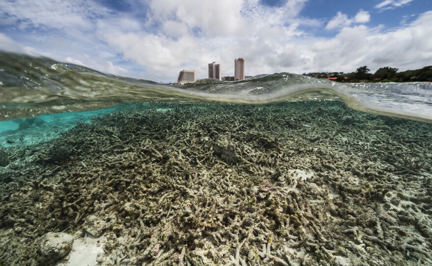 A coral reef in Tumon Bay, Guam, 2017. Doubilet says these underwater constructions are like "weightless architecture if an architect didn't have to worry about gravity."