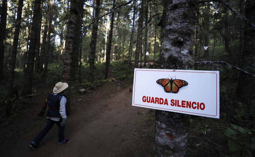 A guide walks past a sign asking for silence near the winter home of monarch butterflies in El Rosario reserve near Ocampo, Michoacán, in Mexico on Friday.