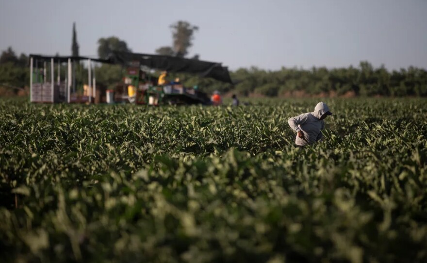 Farmworkers work in a field outside of Fresno on June 16, 2025. As deportations rise, more undocumented workers are finding it hard to pay the rent.