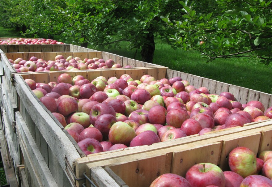 Scott Farm in Dummerston, Vt., grows 100 varieties of apples, including Hubbardston Nonesuch and Cortland, above. You can't perpetuate a variety of apple by planting it from seed: You have to collect cuttings and graft them to root stock.