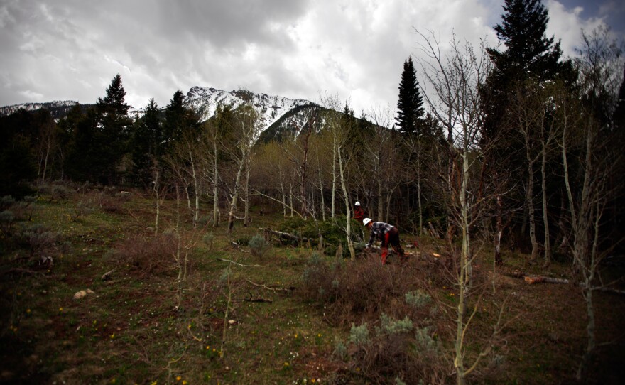 A view of pines and aspens with the Centennial Range in the background. The Forest Service says it needs to thin or perform prescribed burns in more than 200 million acres of land.