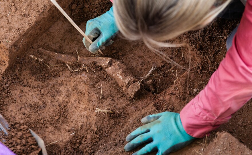 A field technician excavates an amputated limb in 2015.