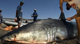 A female mako shark being finned at a shark fishing camp, Santa Rosalia, Mexico. 