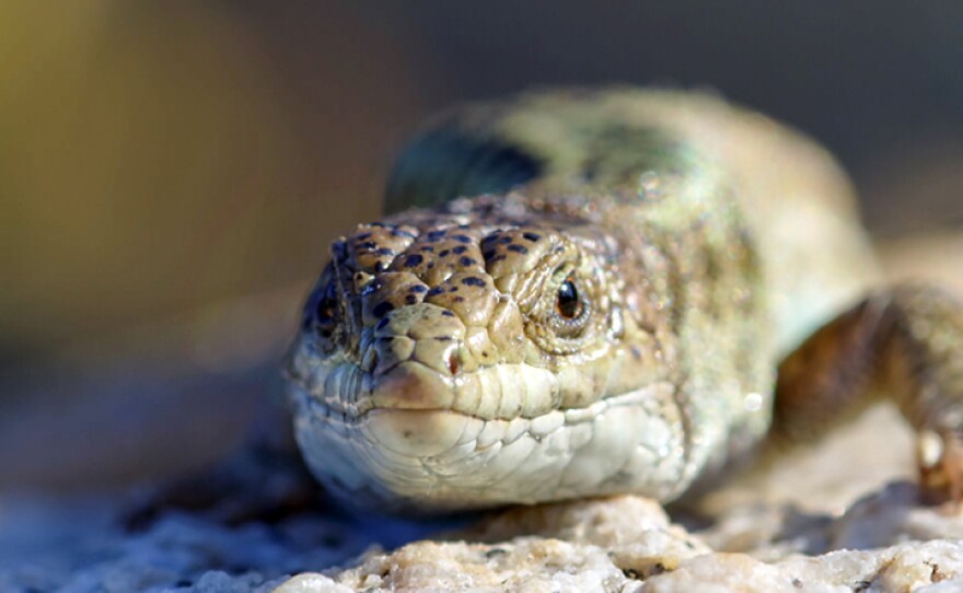 Aegean wall lizard on a rock in Parthenos, Greece. From episode one “Hunger Wars.”