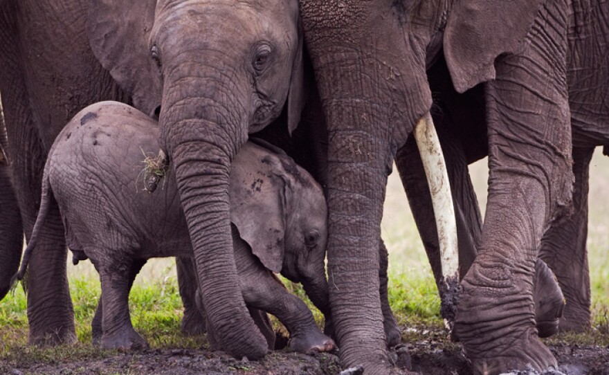 African elephants digging out a mud wallow, with calf aged 3-6 months, Masai Mara National Reserve, Kenya.