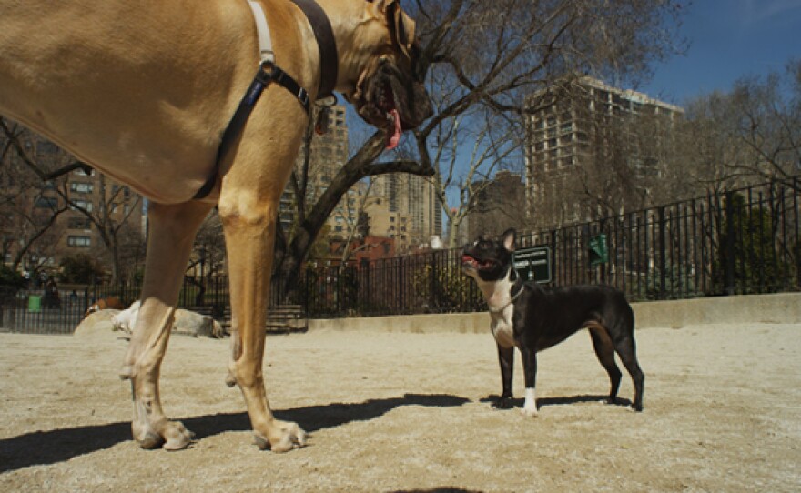 Great Dane and Boston terrier about to play in a dog park, New York City.