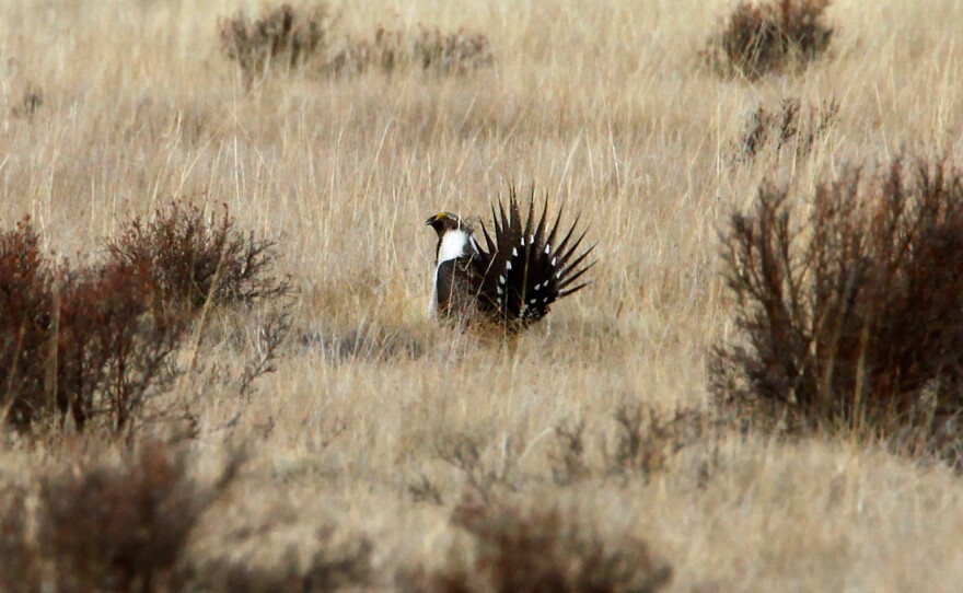 A male sage grouse displays his tail feathers in an effort to attract females.