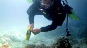 Philippine diver assesses damage to Tubbataha Reef on January 22.
