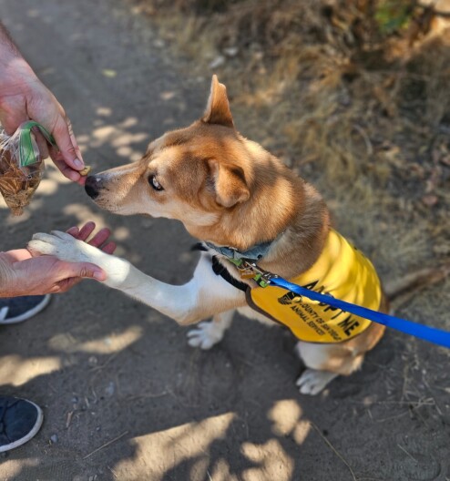 Tanner, shown in this undated photo, sniffs a treat while on a walk outside of the shelter.