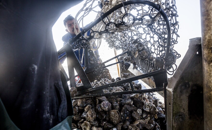 Francisco Vasquez at work on the Prestige Oysters boat The Diplomat.