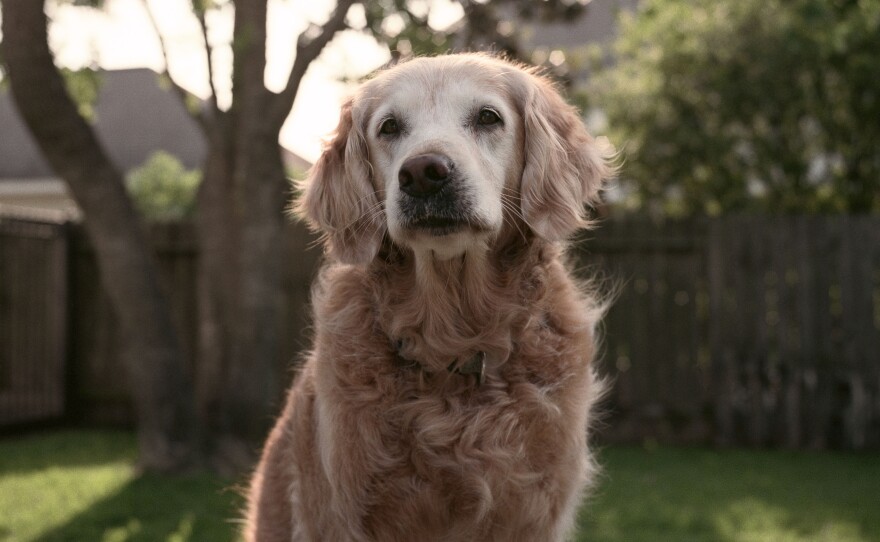 Bretagne, shown here at age 13, worked as a search dog at ground zero after the Sept. 11 attacks. She died Monday at 16, the last known surviving Sept. 11 search and rescue canine.