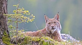The lynx is an elusive hunter and a rare sight in the Alps.