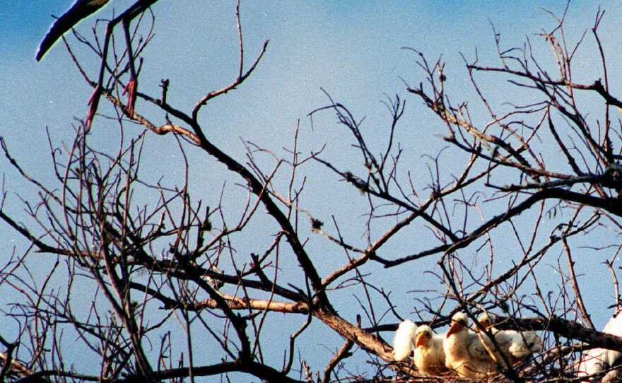 A wood stork soars over its nest in Corkscrew Swamp Sanctuary near Fort Myers, Fla., in 2008, as baby wood storks wait in their nest for an adult to bring food.