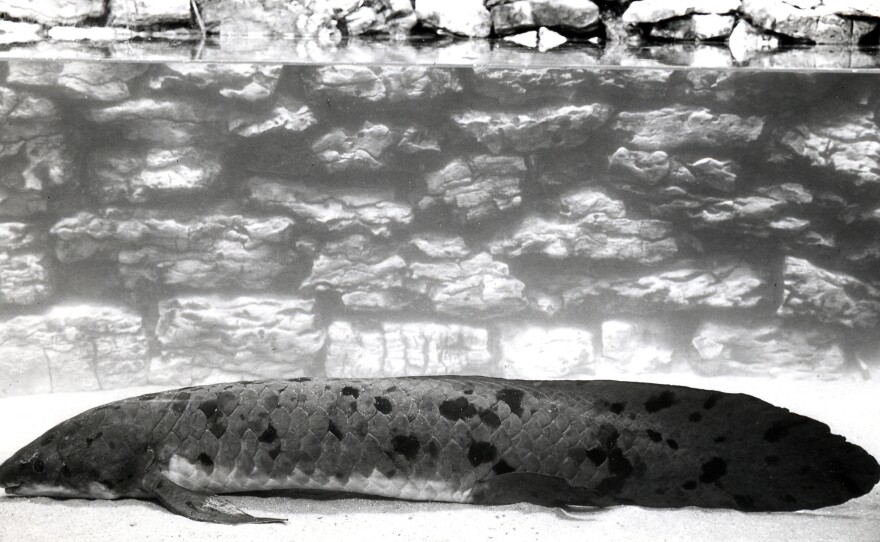 Australian lungfish, "Granddad," circa 1933-1934