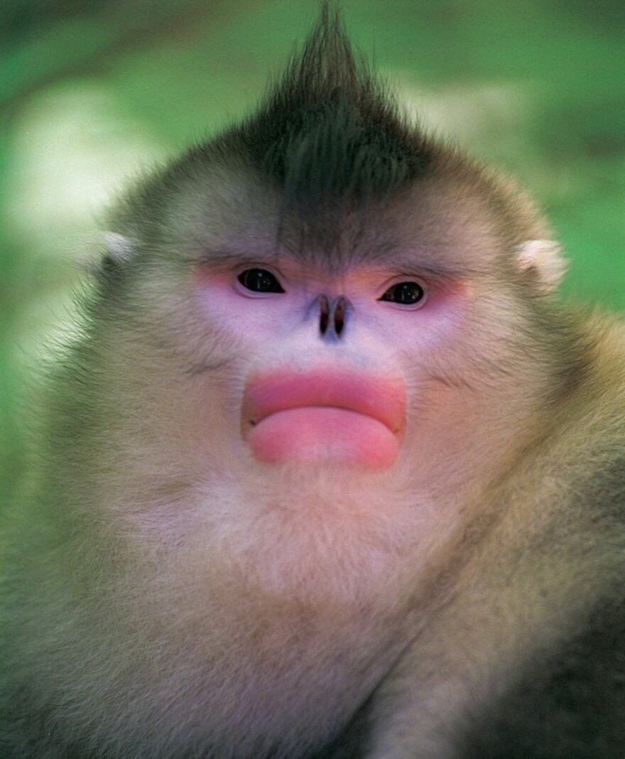 A young male sub-nosed monkey, Rhinopithecus bieti, China.