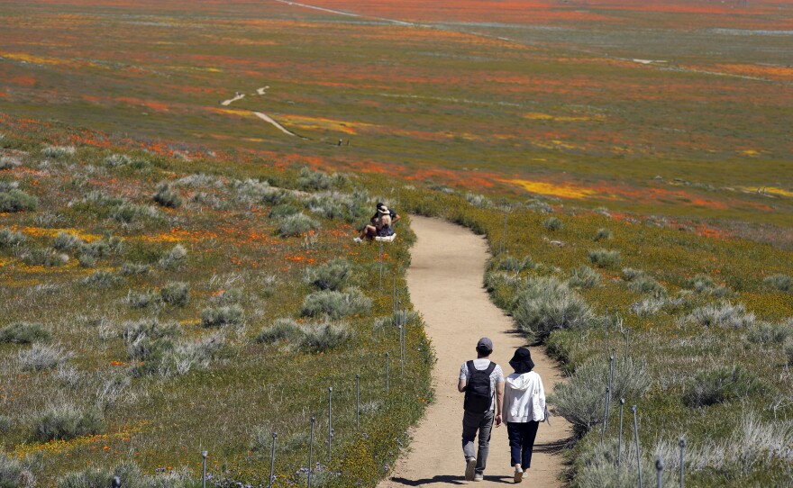 Visitors walk on a pathway amid fields of blooming flowers at the Antelope Valley California Poppy Reserve on Monday.