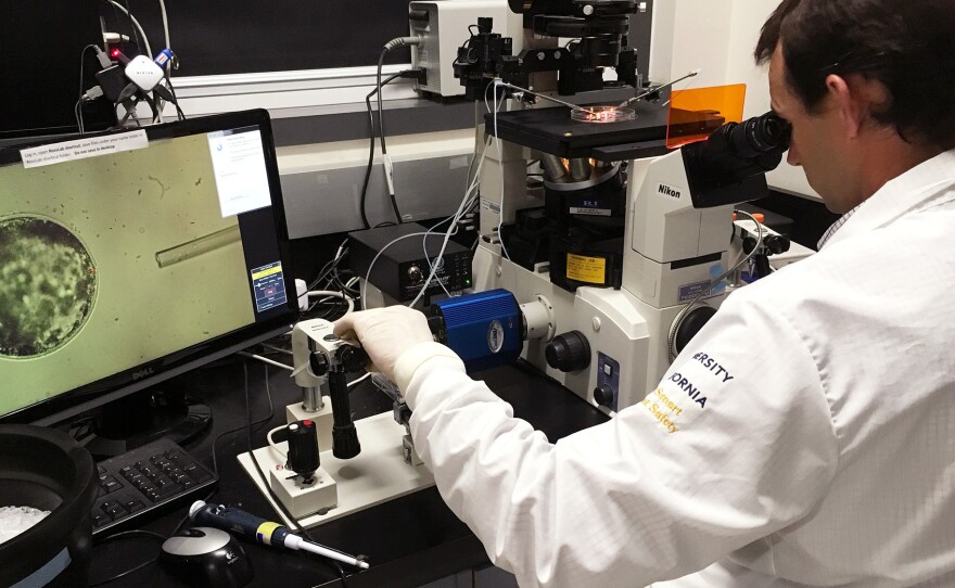 Pablo Ross of the University of California, Davis, inserts human stem cells into a pig embryo as part of experiments to create chimeric embryos.