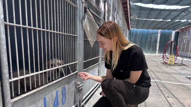 San Diego County Department of Animal Services Director Dr. Brie Sarvis checks on a dog at the Bonita shelter on July 9, 2026.