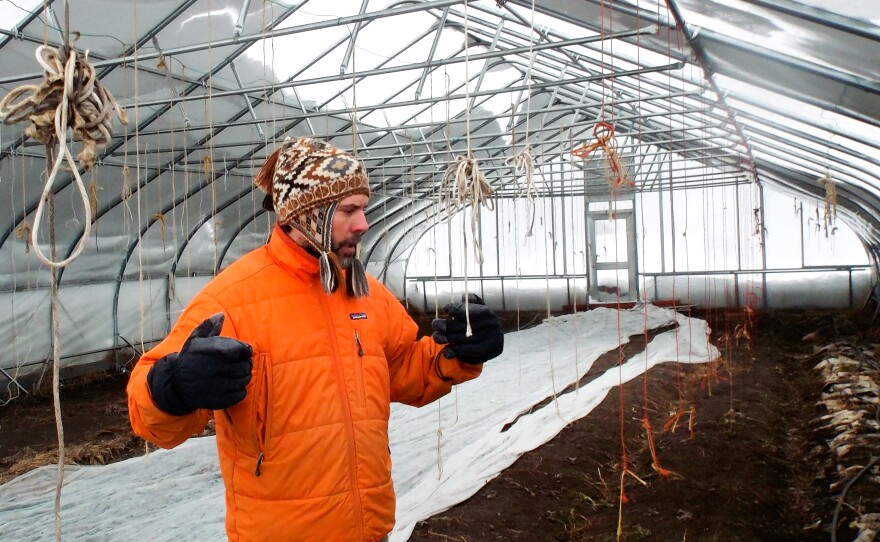 Inside the wamth of his mobile greenhouse near Glacier National Park, Karl Sutton's spinach plants thrive despite the lingering winter chill.