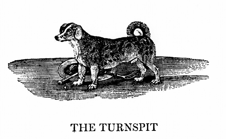 In 1750 there were Turnspits everywhere. By 1850 they had become scarce, and by 1900 they had disappeared.