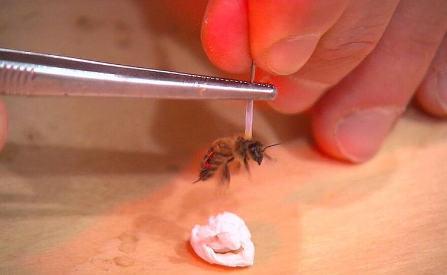 redbee2_t800.jpg