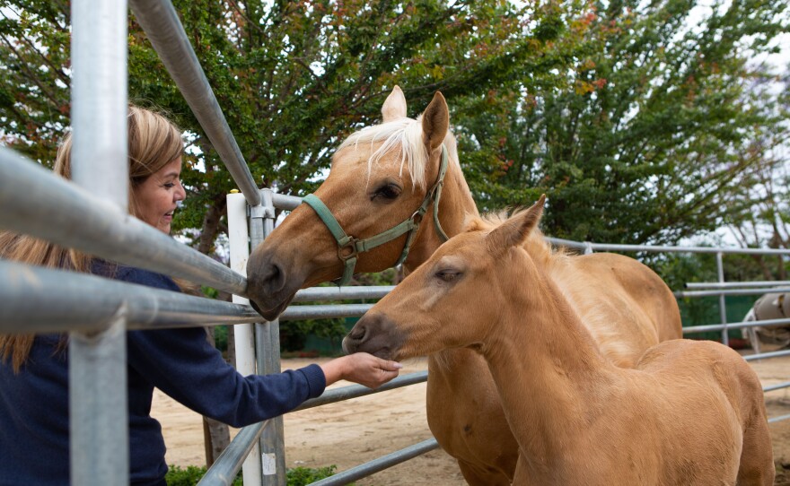 Helen Rivera feeds loquats to a few of her horses on her property. Photographed on May 26, 2019, in Chino, California.