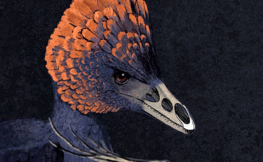 An artist's rendition of anchiornis, a non-avian dinosaur (top), and a modern tinamou, with key bones highlighted in each face.