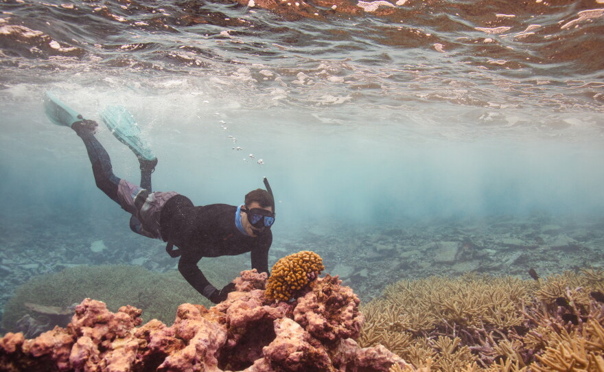 The coral reefs at Palmyra Atoll in the remote Pacific Ocean are some of the healthiest in the world, helping researchers understand the vital aspects of reef recovery and how it can apply to reef restoration worldwide.
