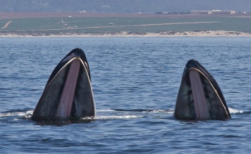 The roofs of two humpback whale's mouths rise out of the water as they lunge through a krill swarm on April 30.