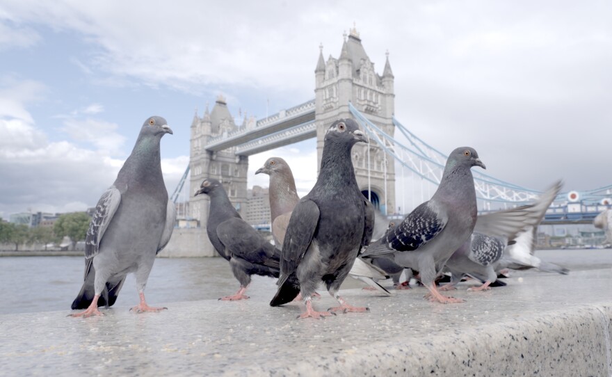 Pigeon flock in front of the London Bridge.
