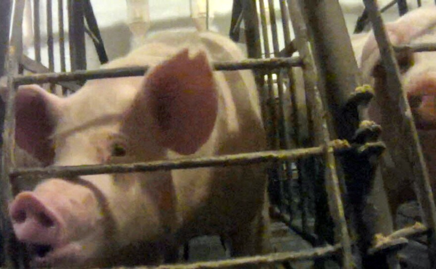 A screen grab from an undercover video released by the Humane Society of the U.S. shows a pig in a gestation crate at Iron Maiden Farms in Owensboro, Ky.